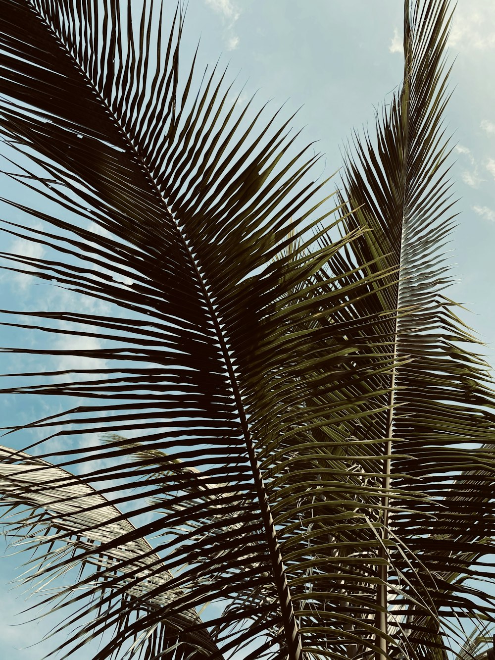 brown palm tree under blue sky during daytime