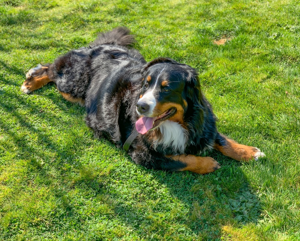 black white and brown long coated dog lying on green grass field during daytime