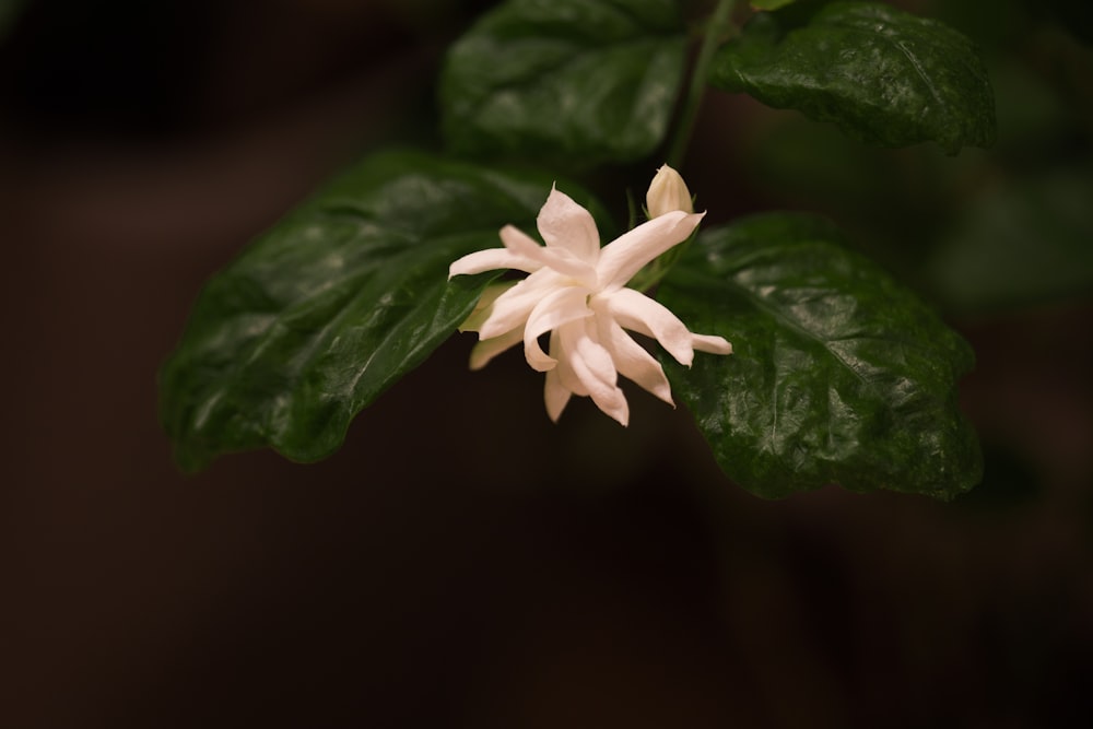 white flower in tilt shift lens