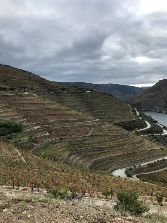 green grass field near body of water during daytime in Quinta do Seixo Portugal