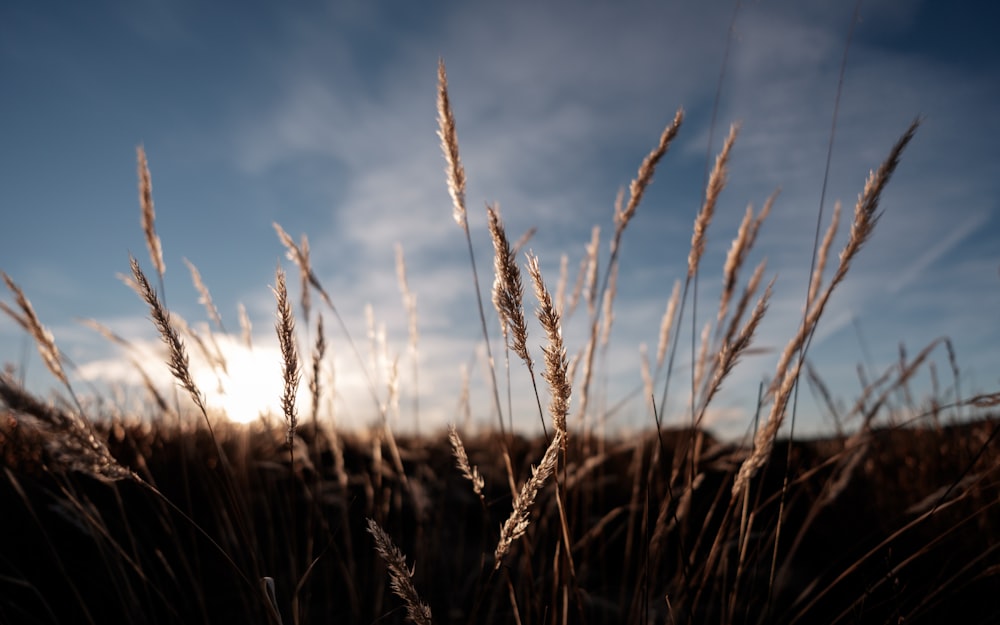 brown wheat field under blue sky during daytime