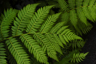 A lush, medium-sized fern with deep green leaves cascading over a rustic wooden table.