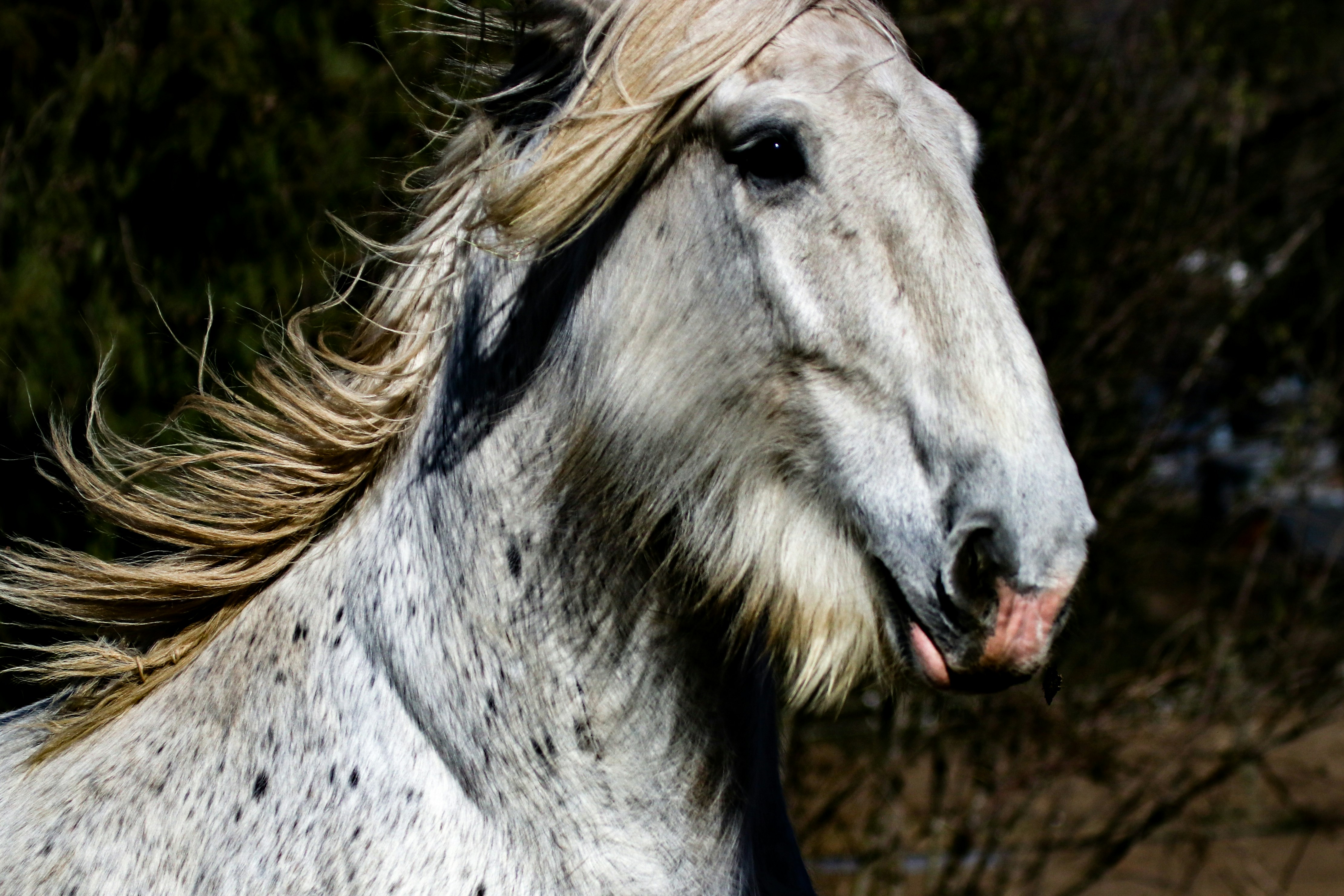 white horse head in close up photography