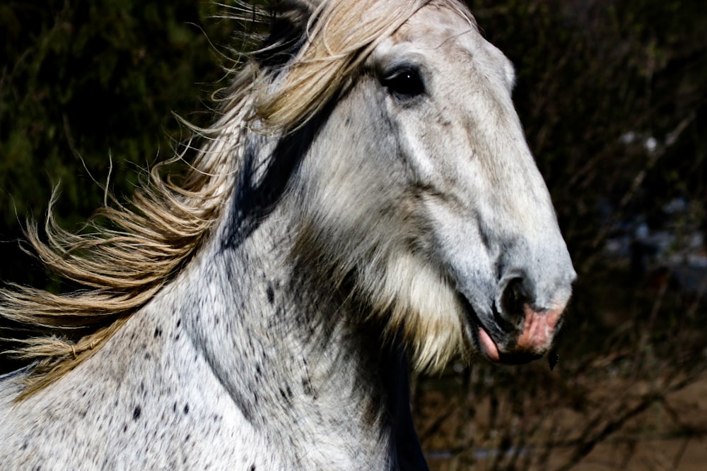 white horse head in close up photography