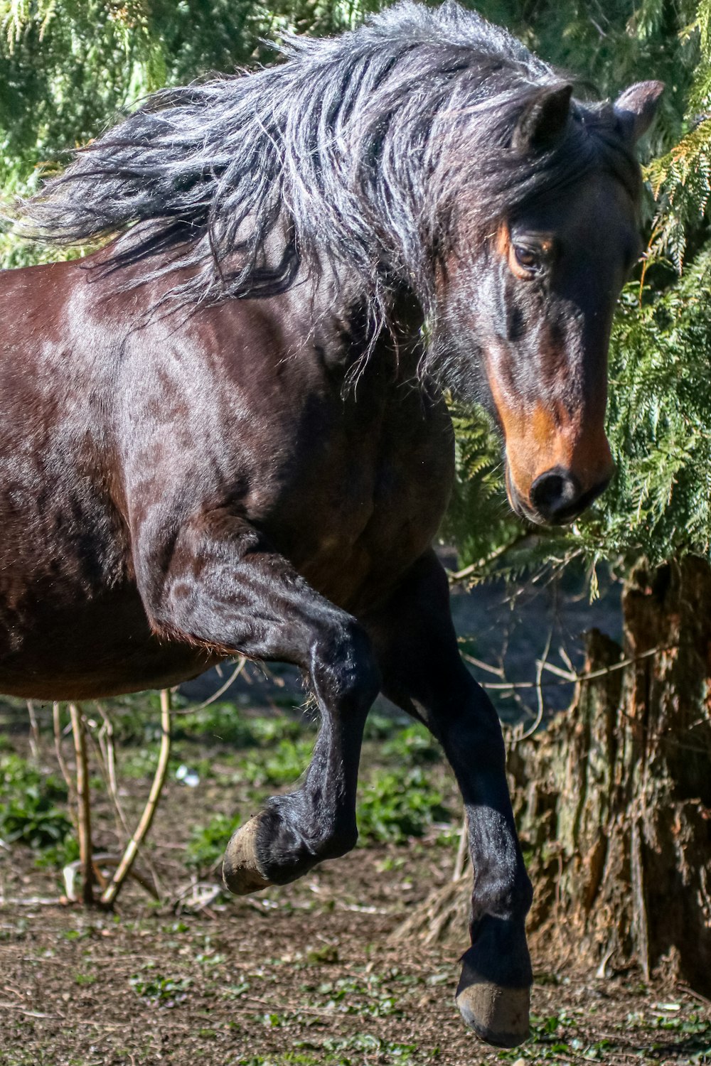 brown horse standing on green grass during daytime