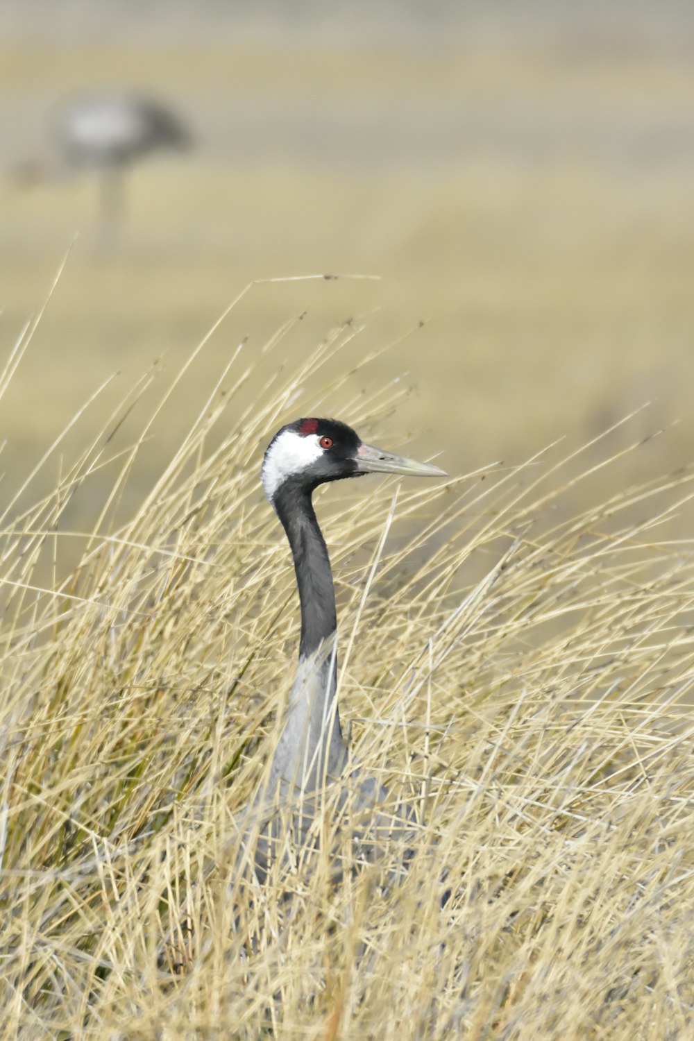 black and white bird on brown grass field during daytime