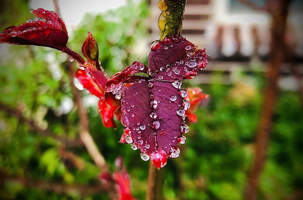 red flower with water droplets