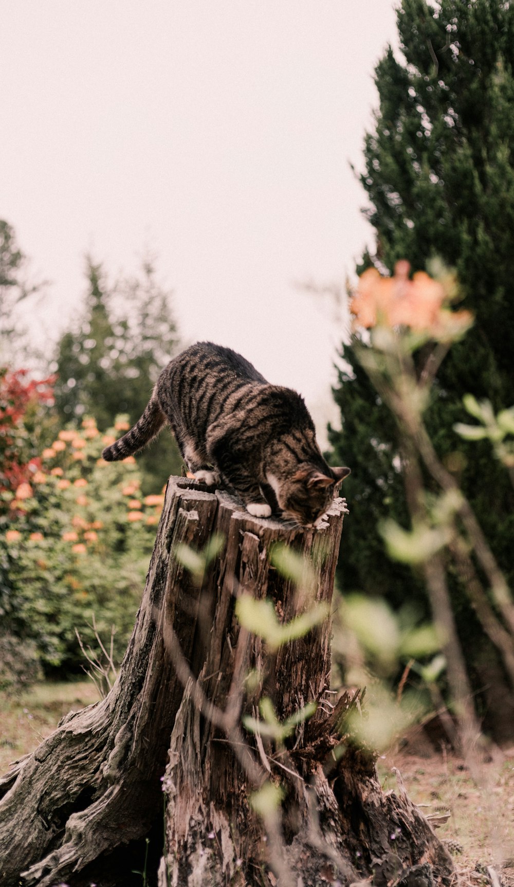 日中の茶色の木製の柵の上の茶色のぶち猫