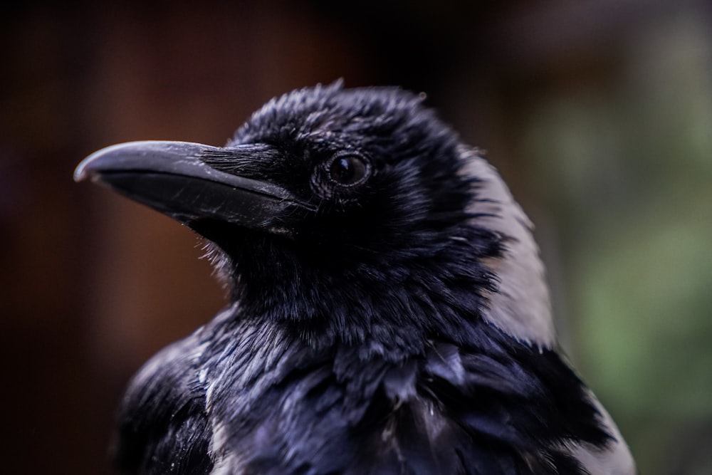 black and white bird in close up photography