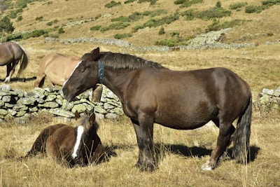brown horse on green grass field during daytime