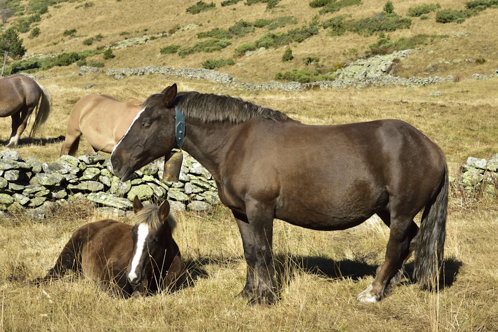 Braunes Pferd tagsüber auf grünem Rasen