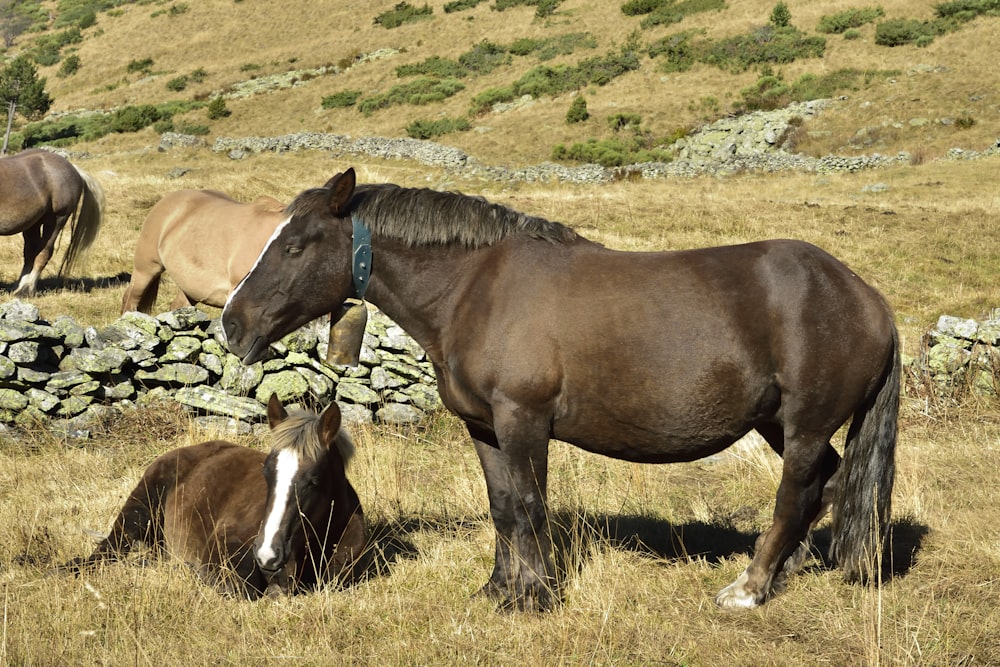 brown horse on green grass field during daytime