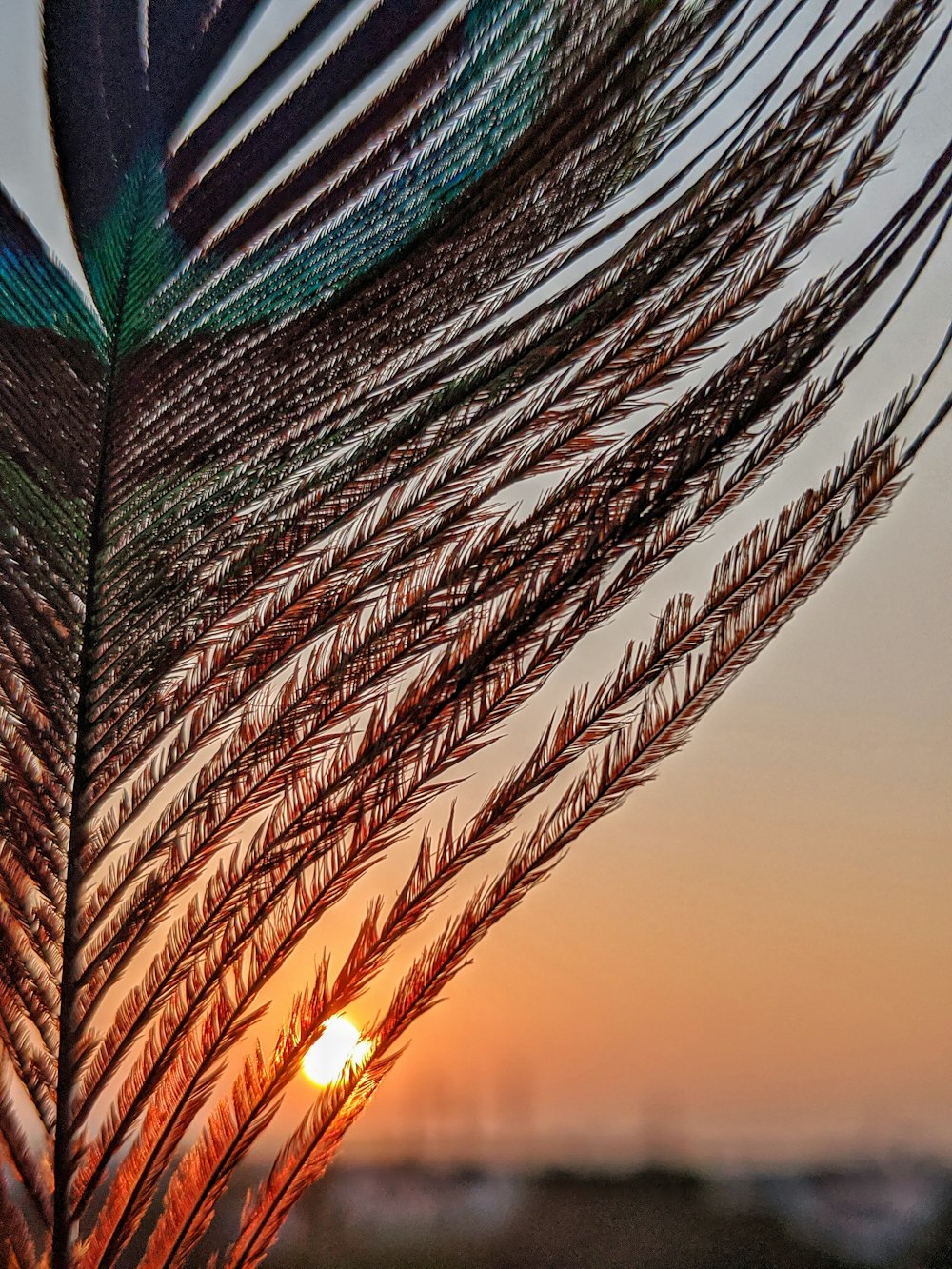 green and brown plant during sunset