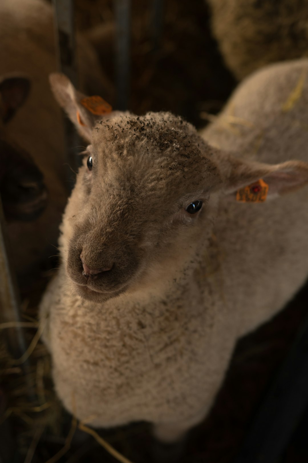 gray and white sheep on brown grass during daytime