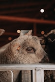 A close-up of a sheep's face is seen, with its woolly coat and ear tag clearly visible. The sheep is behind a rustic metal fence in what appears to be a dimly lit barn, with soft bokeh lights in the background.