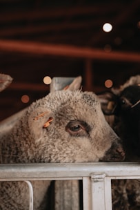 Close-up of fresh sheep ready for transport in a farm setting.