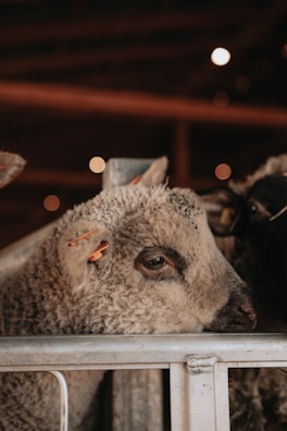 A close-up of a sheep's face is seen, with its woolly coat and ear tag clearly visible. The sheep is behind a rustic metal fence in what appears to be a dimly lit barn, with soft bokeh lights in the background.