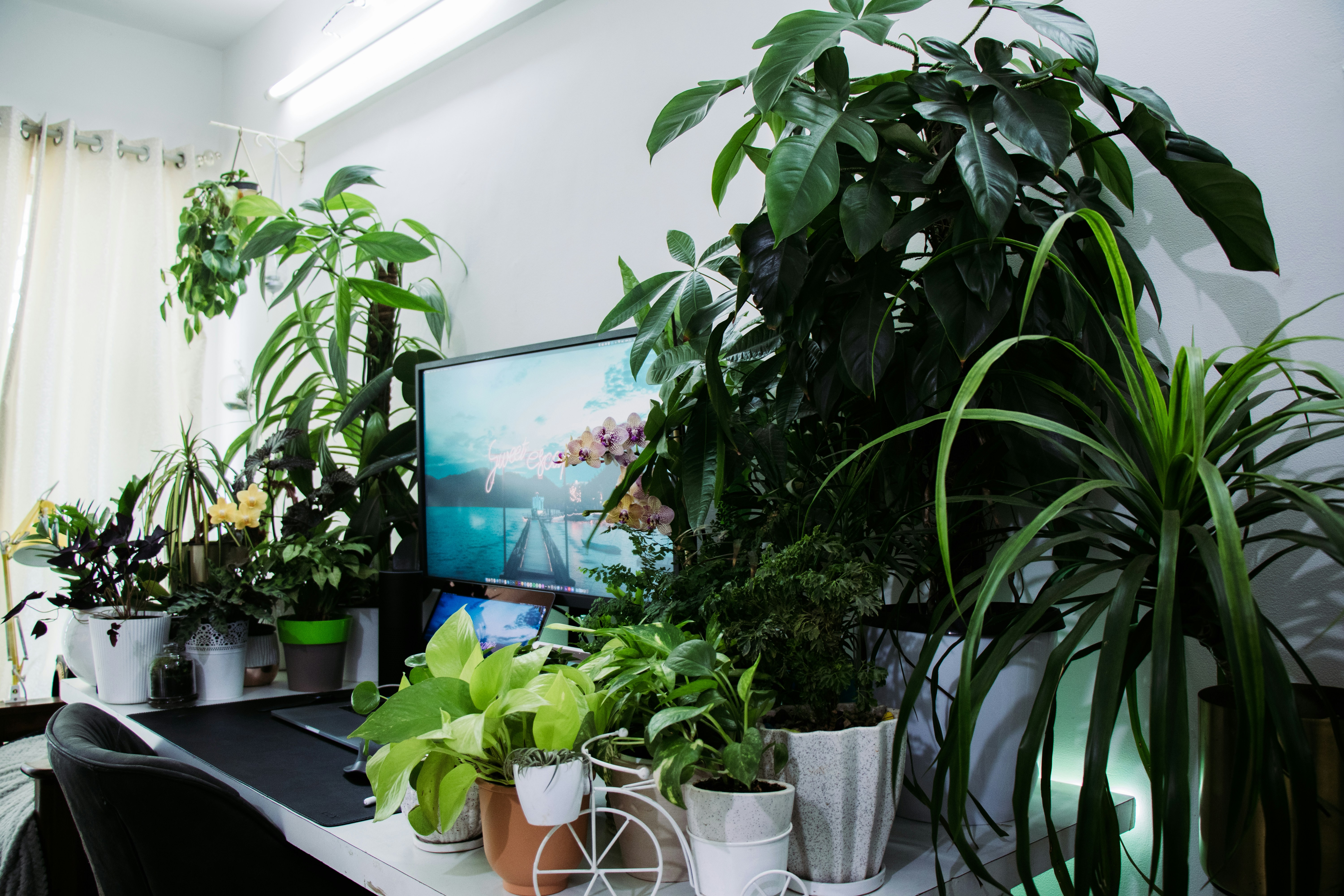 black flat screen tv turned on near green potted plant