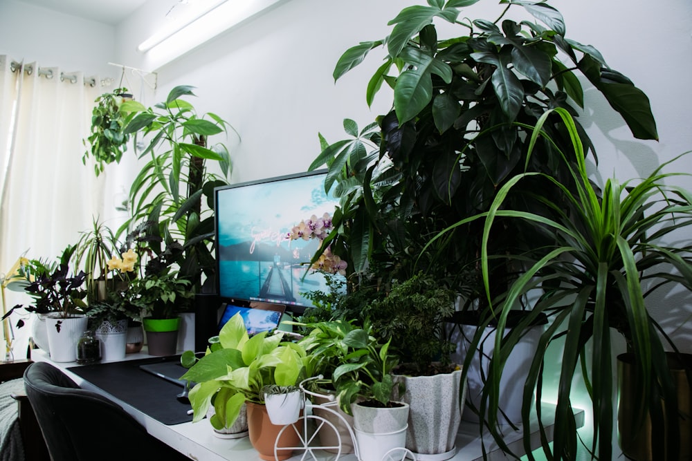 black flat screen tv turned on near green potted plant