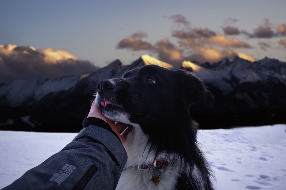 black and white border collie