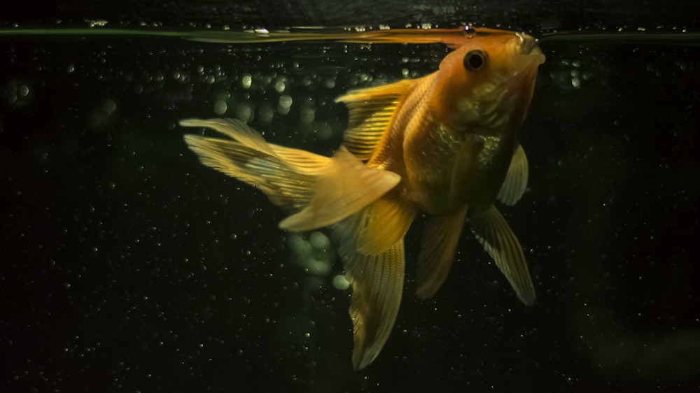 orange and white fish in water