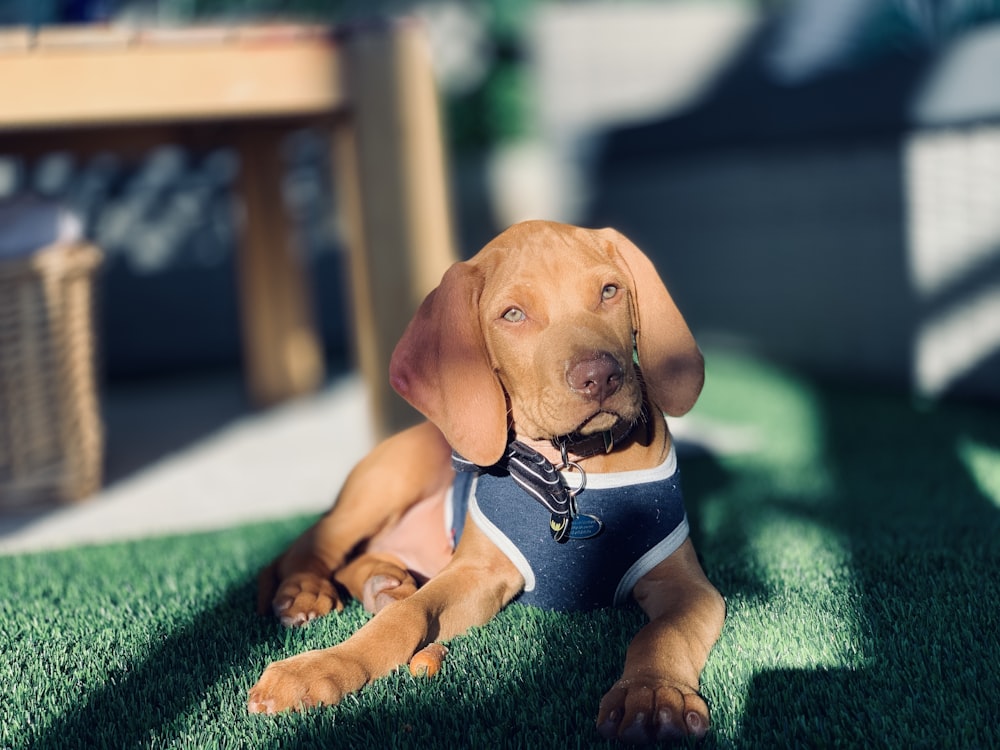 brown short coated puppy on green textile