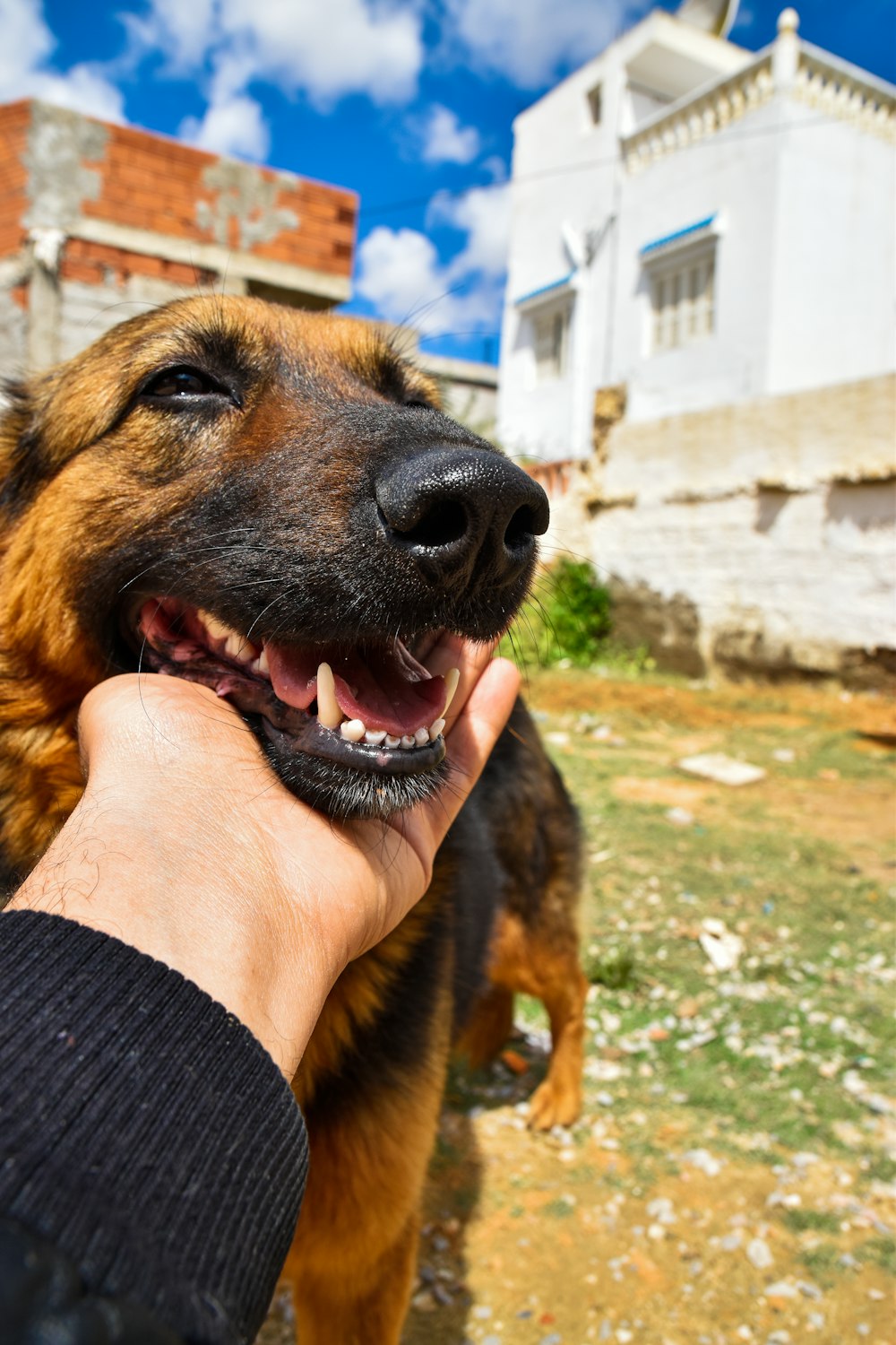 person holding brown and black german shepherd