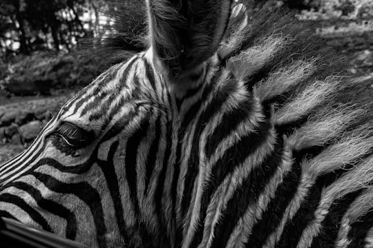 grayscale photo of zebra during daytime in Surabaya Indonesia