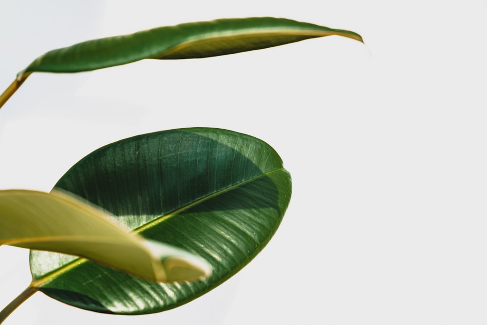 green leaf plant in close up photography