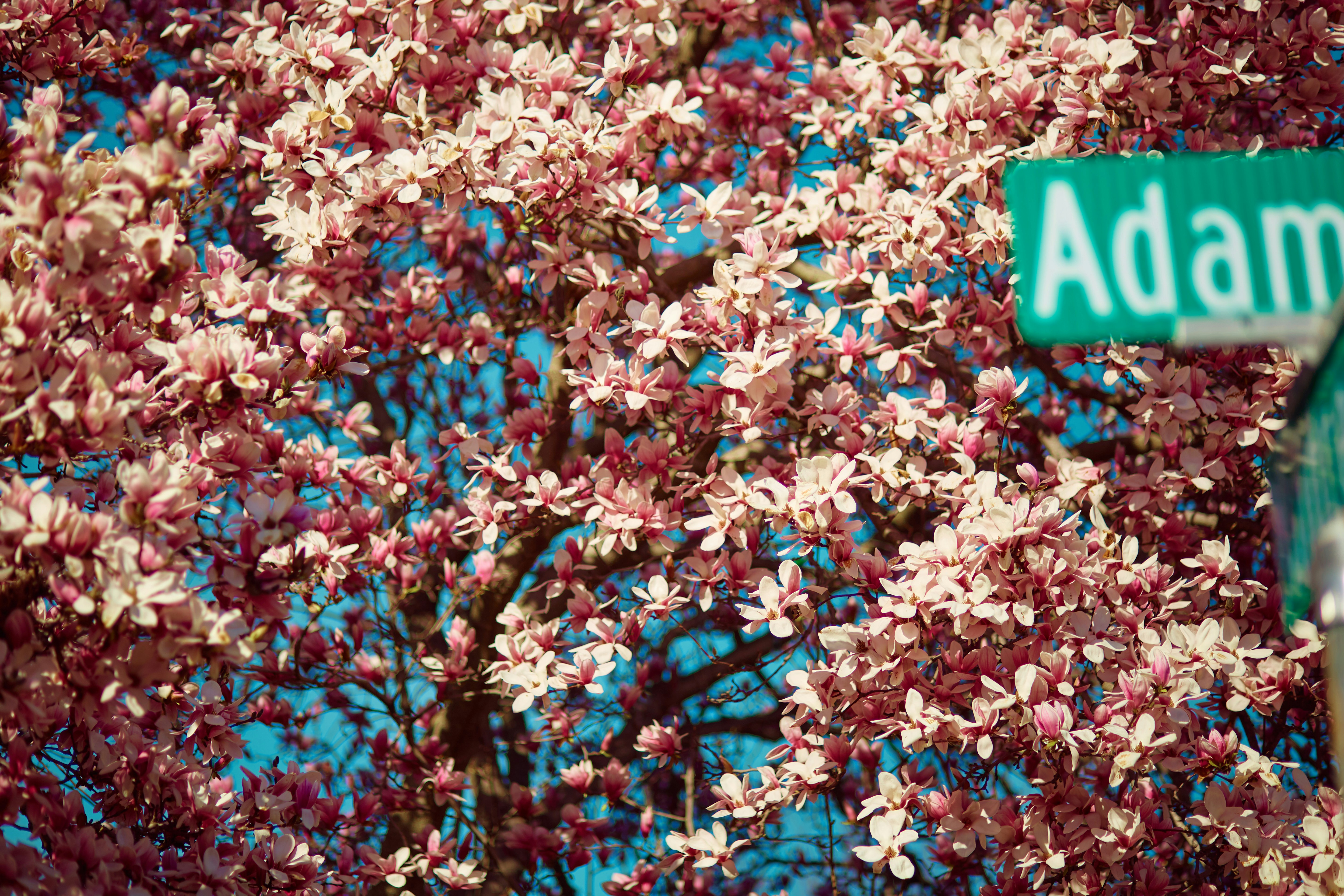 Pink and white magnolia blossoms on a tree.