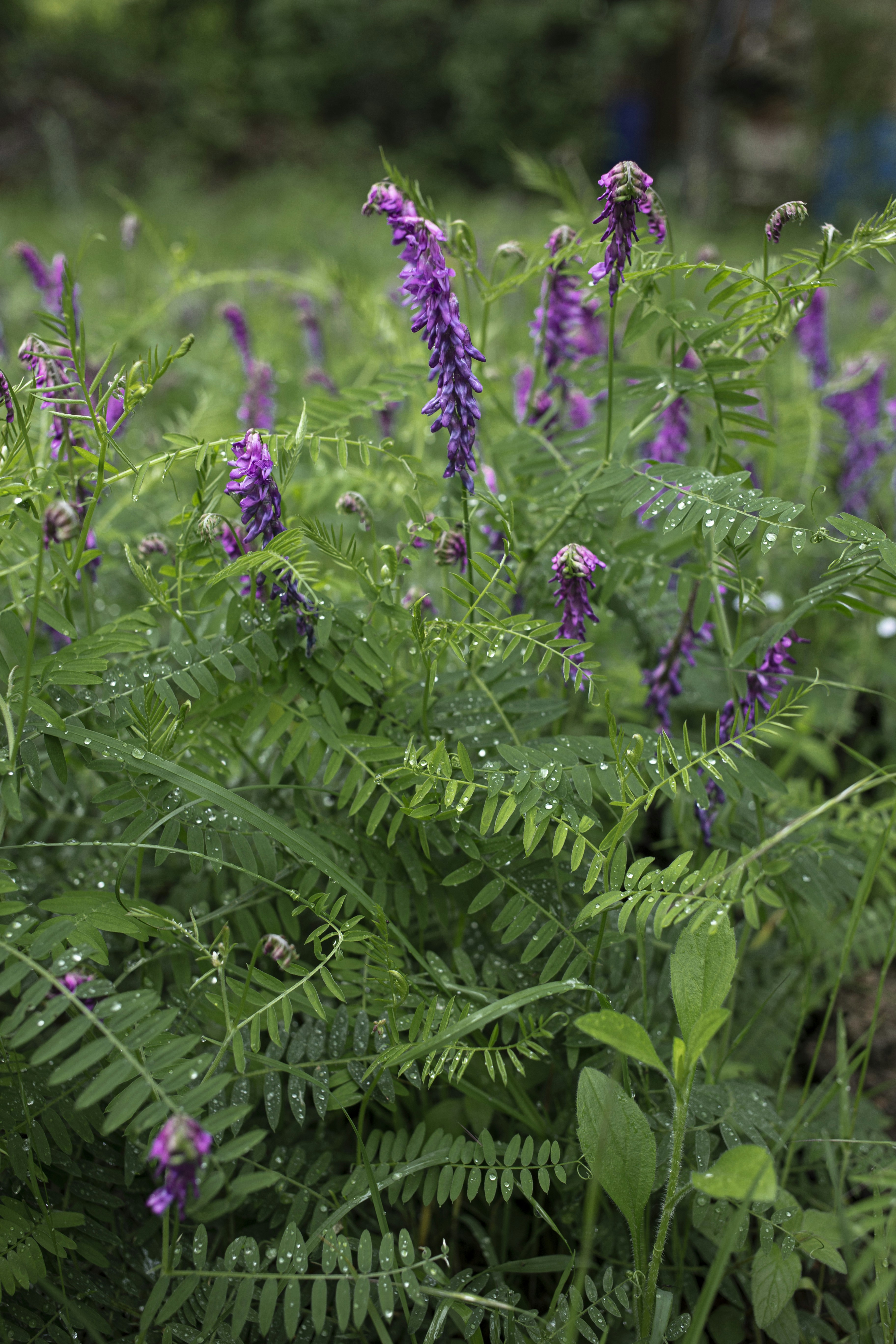 purple flower with green leaves