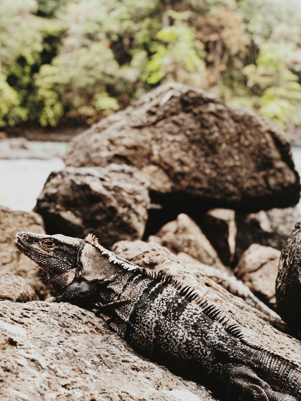 brown and black iguana on gray rock during daytime