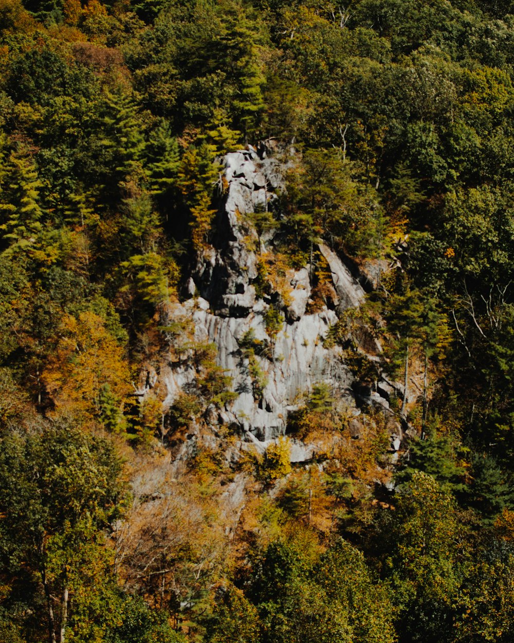 alberi verdi e gialli durante il giorno