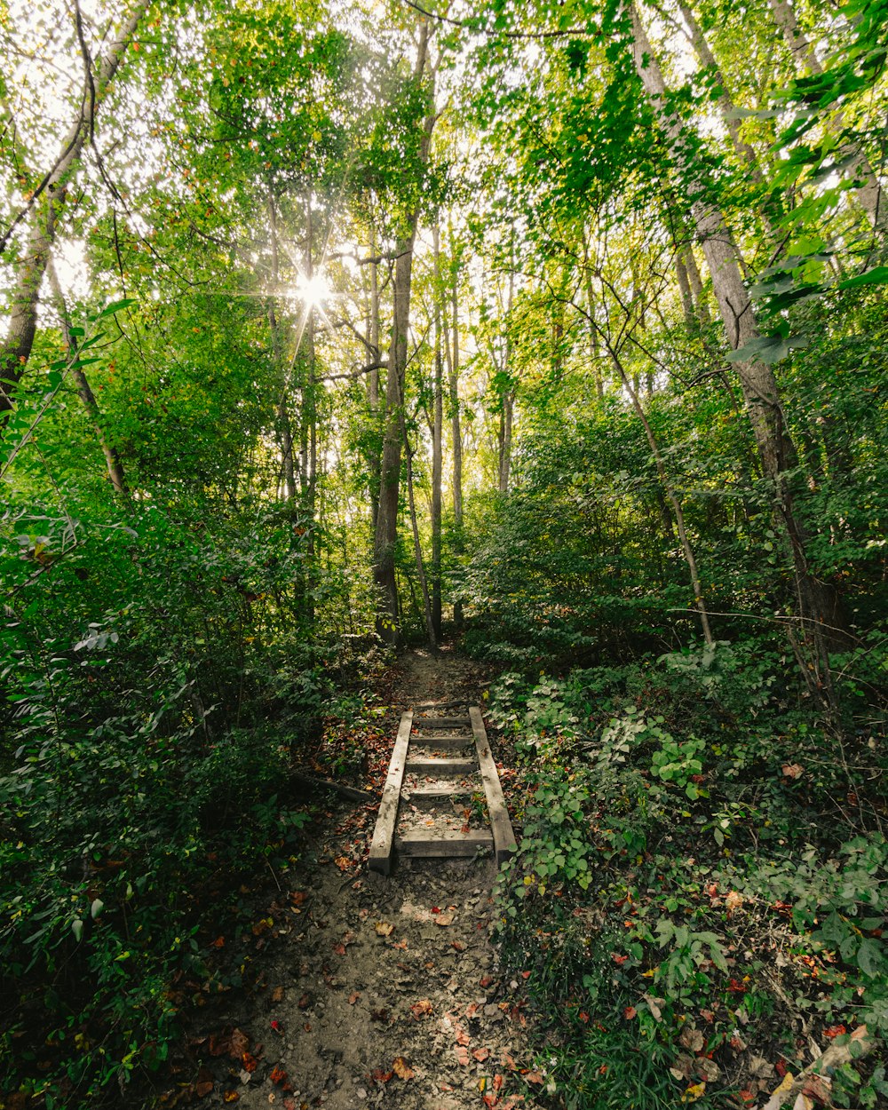 brown wooden pathway in the middle of green trees