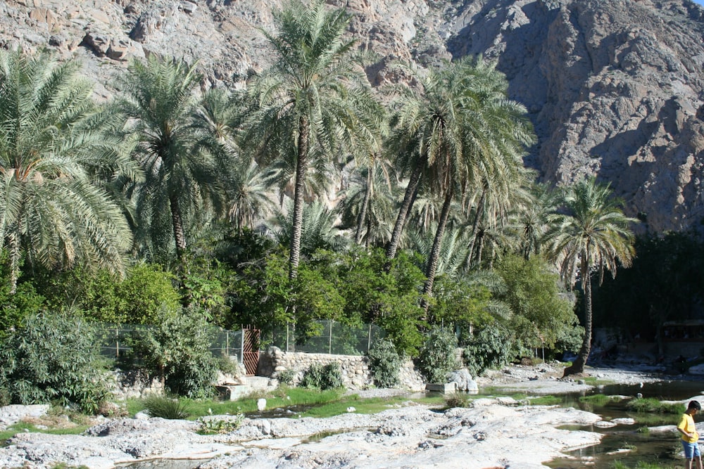 palme verdi vicino alla montagna durante il giorno