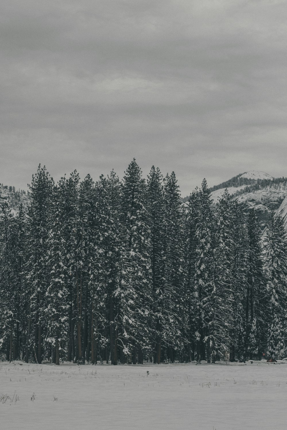 green pine trees on snow covered ground during daytime