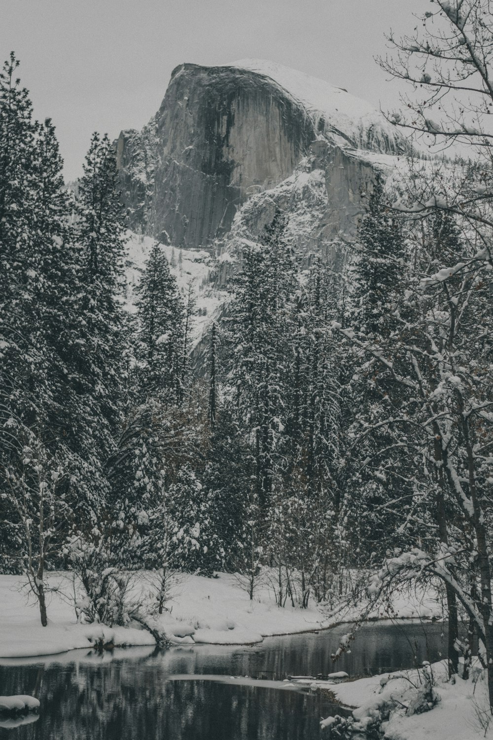 snow covered trees and mountain during daytime