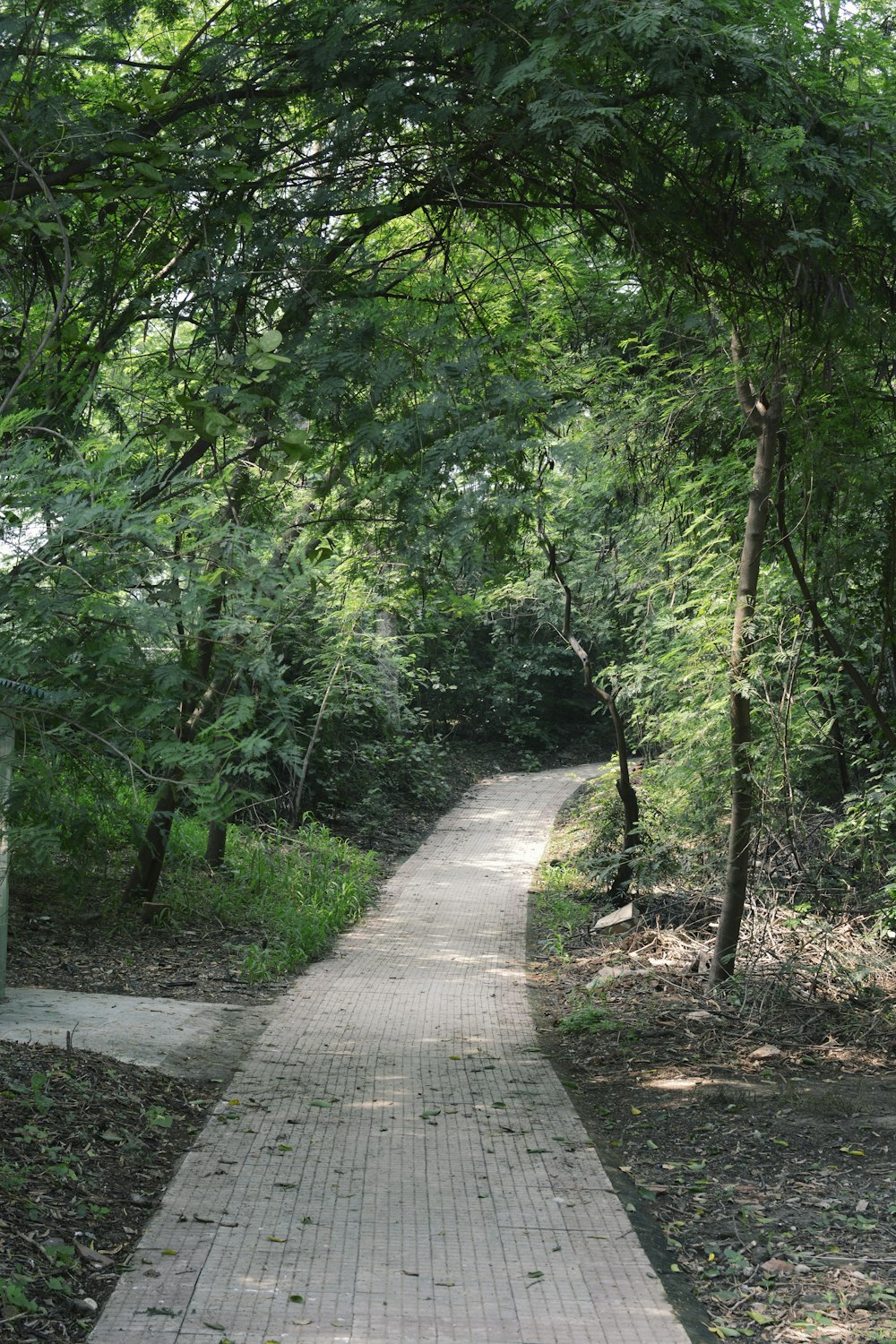 Allée en béton gris entre les arbres verts pendant la journée