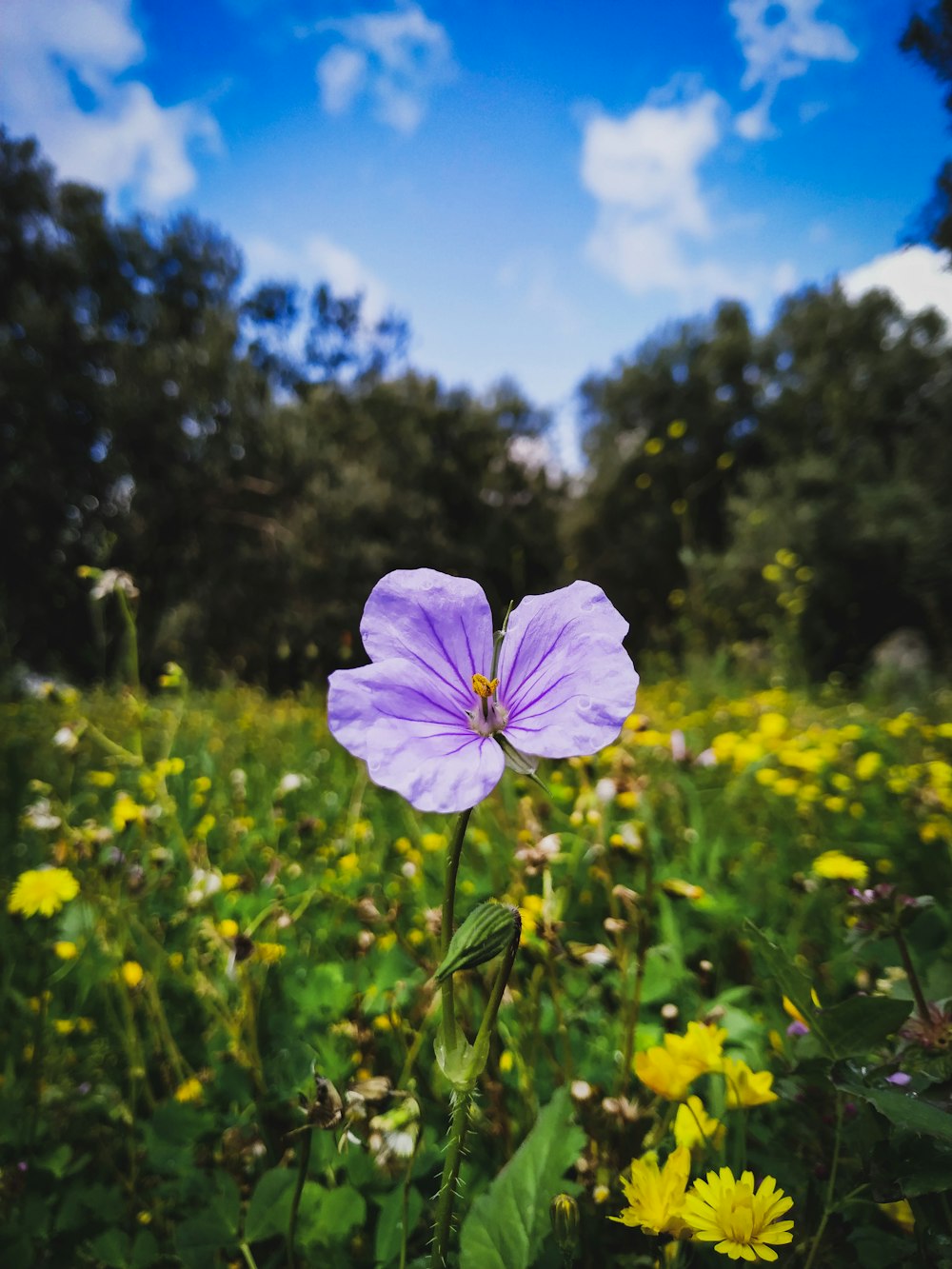 purple flower in tilt shift lens