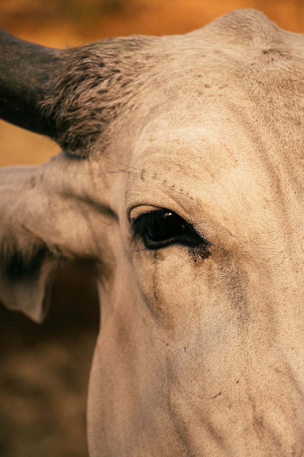 white cows eye in close up photography