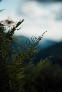 A beautiful landscape photograph taken by Fernanda Lem.