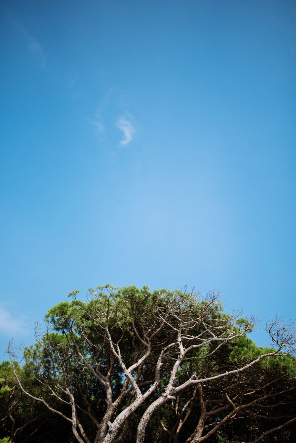 green tree under blue sky during daytime