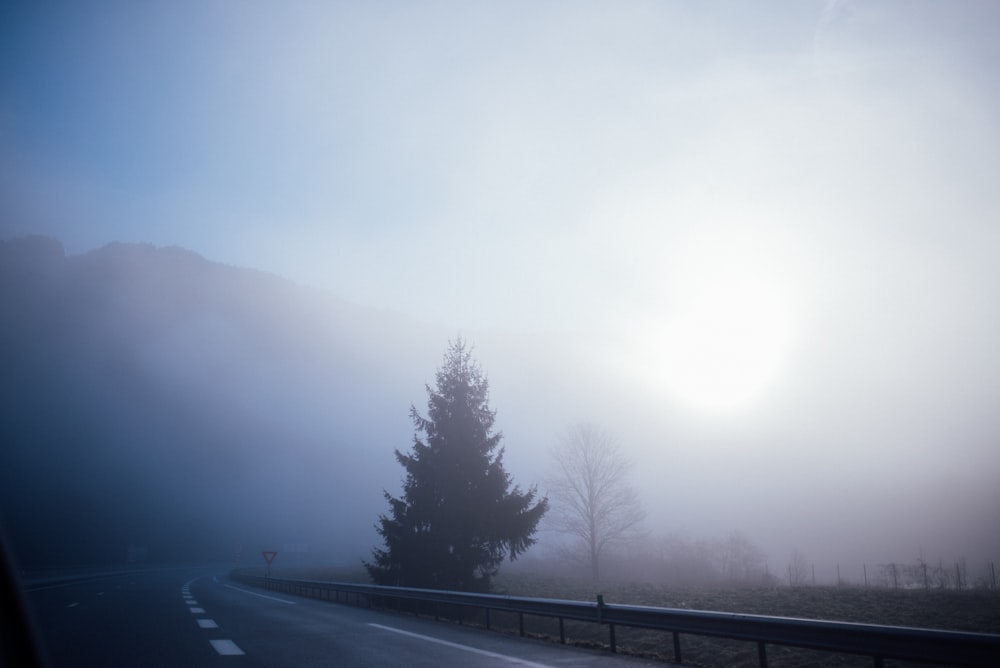 black asphalt road between green trees during foggy day