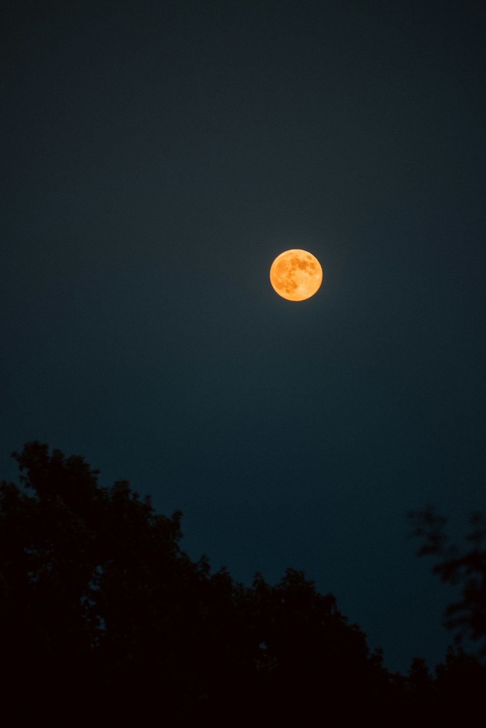Pleine lune au-dessus des arbres