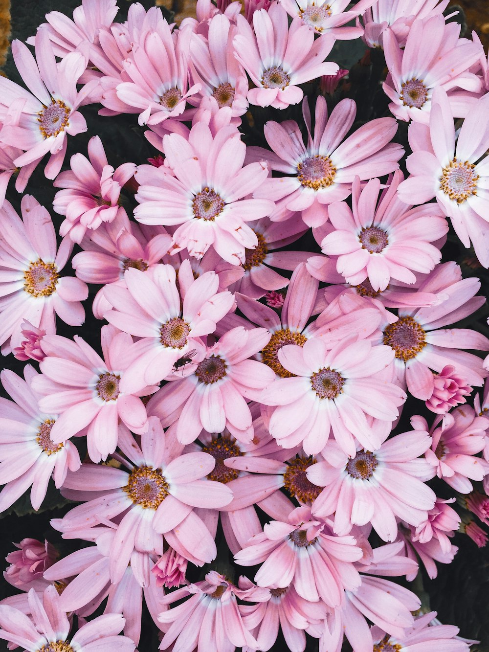 purple flowers in macro lens