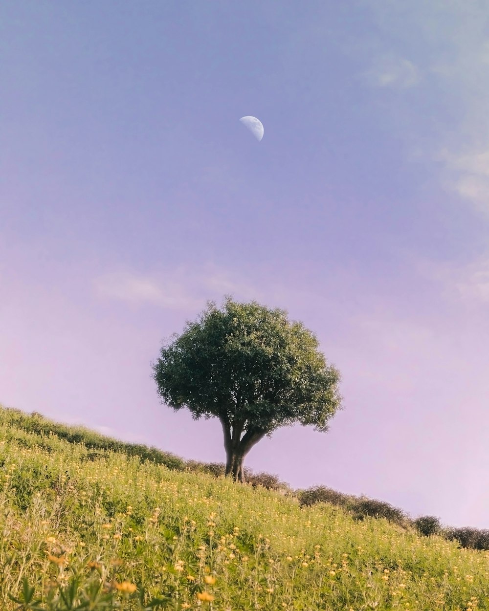árvore verde no campo verde da grama sob o céu azul durante o dia