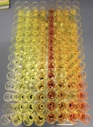 Close-up of assay plates showing color changes indicating test results.