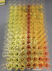 A symmetrical arrangement of test tubes filled with liquids, transitioning from bright yellow to deep orange.