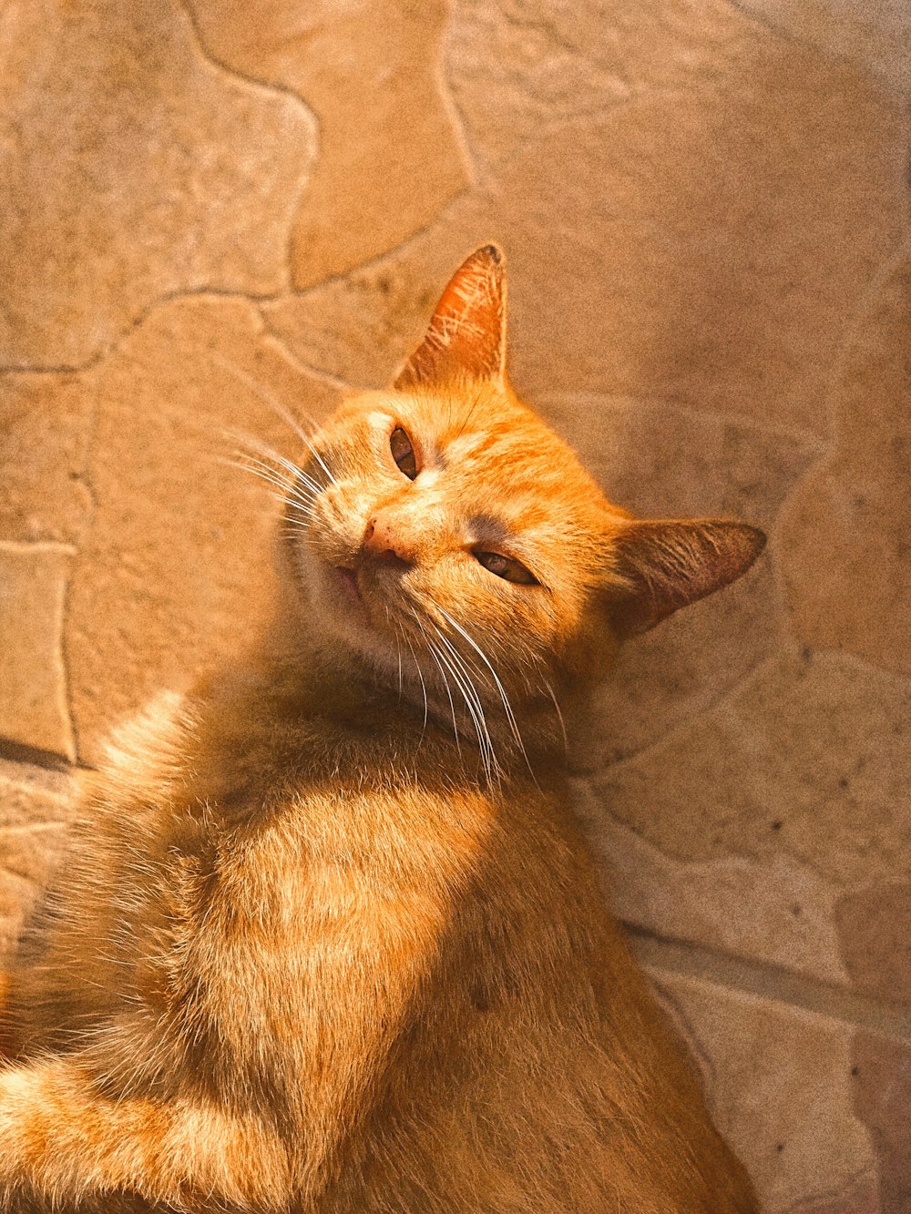 灰色のコンクリートの床に座っているオレンジ色のぶち猫