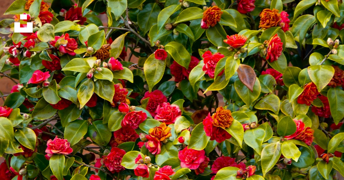 Plante à fleurs rouges et vertes photo – Photo Plante Gratuite sur Unsplash